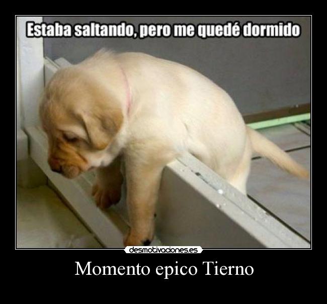 Momento epico Tierno - 