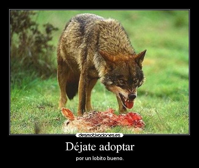 Déjate adoptar -
