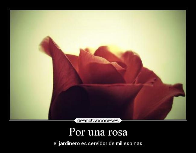 Por una rosa - 