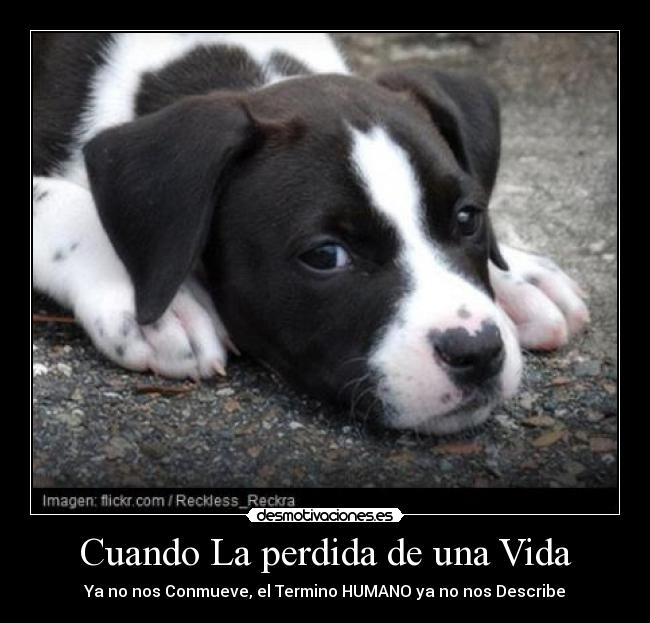 carteles vida perro muerte humano desmotivaciones