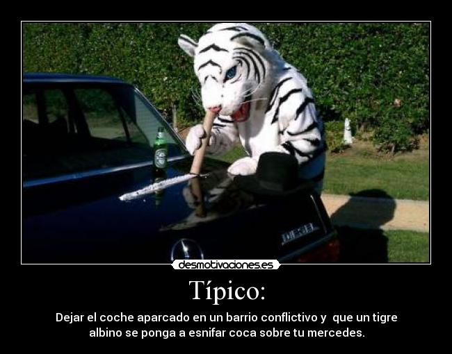 Típico: - Dejar el coche aparcado en un barrio conflictivo y  que un tigre
albino se ponga a esnifar coca sobre tu mercedes.