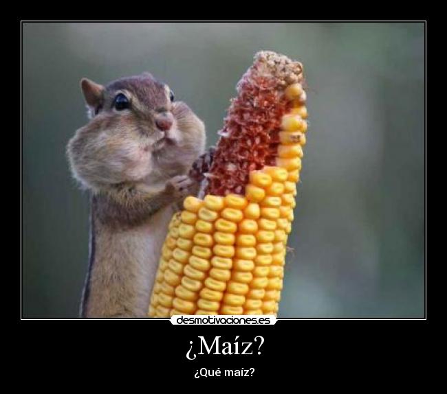 ¿Maíz? - 