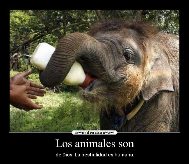 Los animales son - 