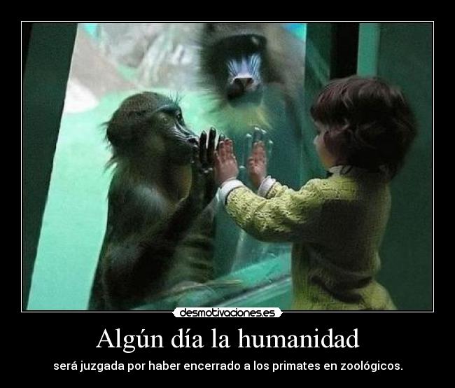Algún día la humanidad - será juzgada por haber encerrado a los primates en zoológicos.
