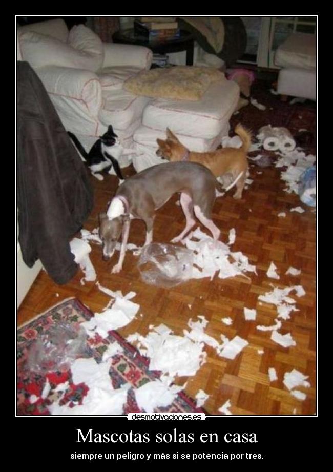 Mascotas solas en casa - 