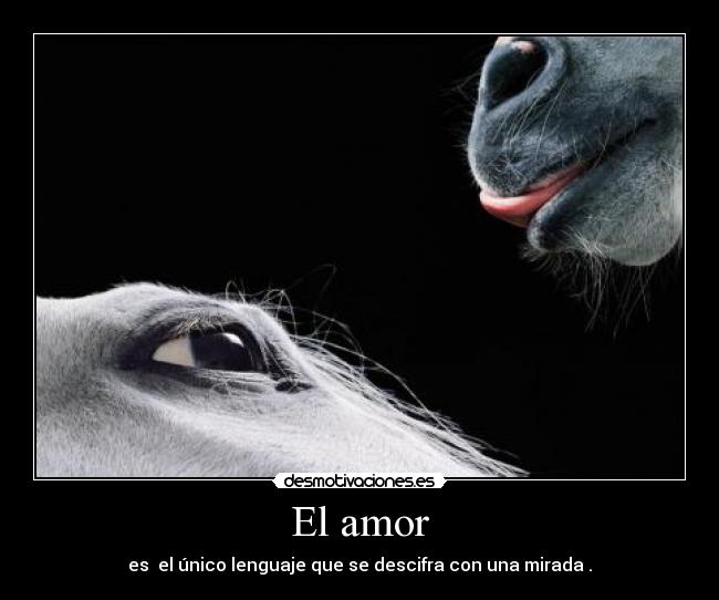 El amor - es el único lenguaje que se descifra con una mirada .