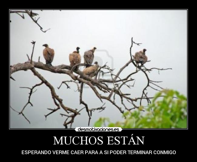 MUCHOS ESTÁN -