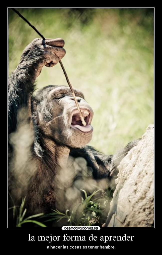 la mejor forma de aprender - a hacer las cosas es tener hambre.