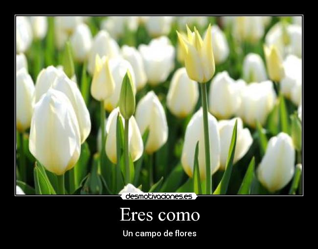 carteles chuckyyija desmotivaciones