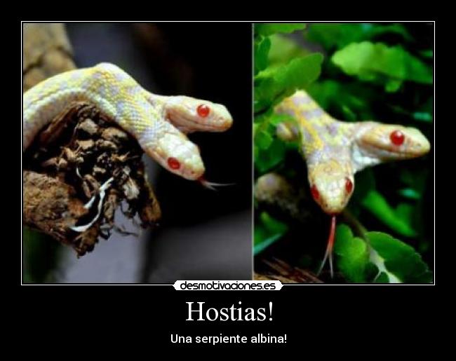 Hostias! -