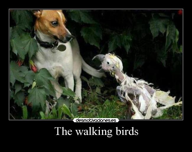 The walking birds - 