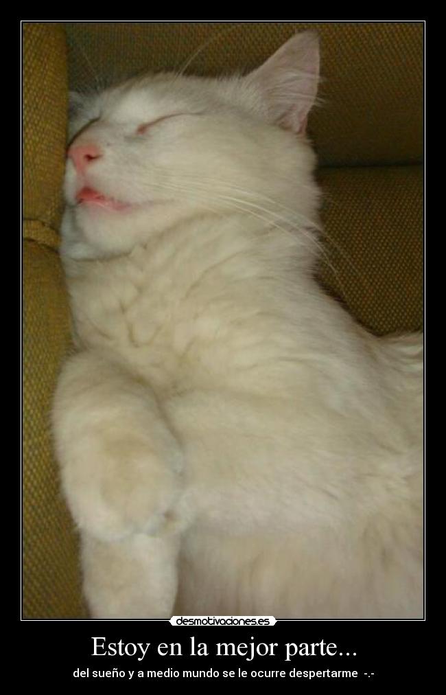 carteles gatito walk sueno desmotivaciones