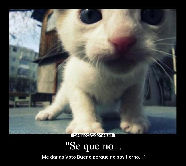 Se que no... - Me darias Voto Bueno porque no soy tierno...