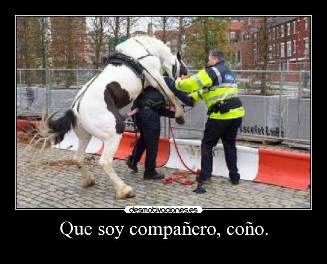 Que soy compañero, coño. - 