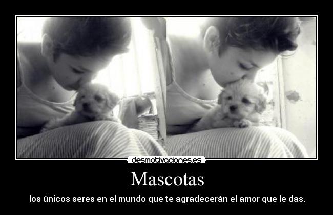 Mascotas - los únicos seres en el mundo que te agradecerán el amor que le das.