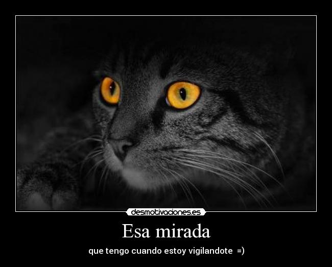Esa mirada - que tengo cuando estoy vigilandote =)