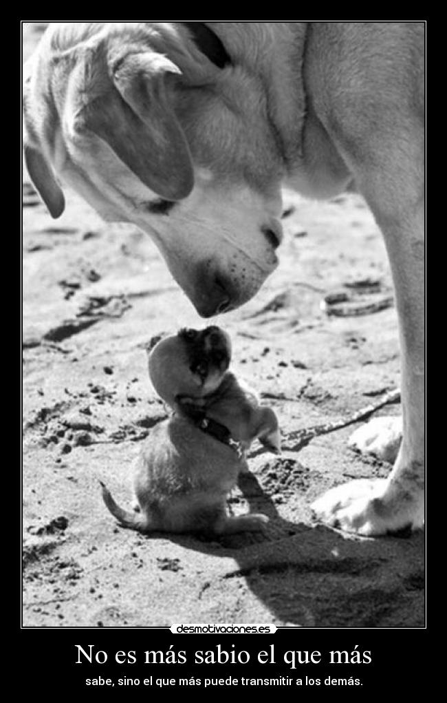 No es más sabio el que más - sabe, sino el que más puede transmitir a los demás.