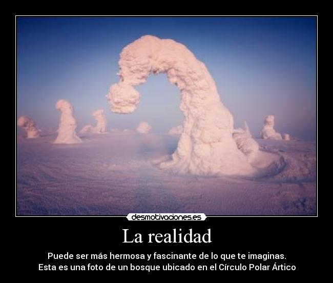La realidad - Puede ser más hermosa y fascinante de lo que te imaginas.
Esta es una foto de un bosque ubicado en el Círculo Polar Ártico
