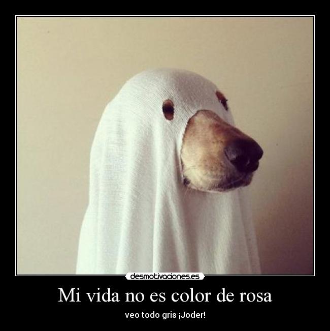 carteles vida novia dejo toy solito triste aburrido comprendanme desmotivaciones