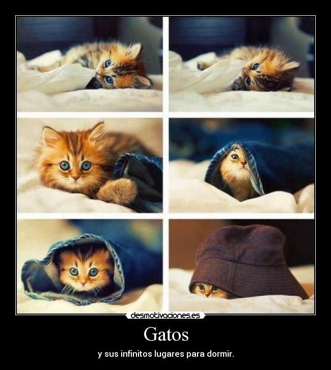 Gatos -
