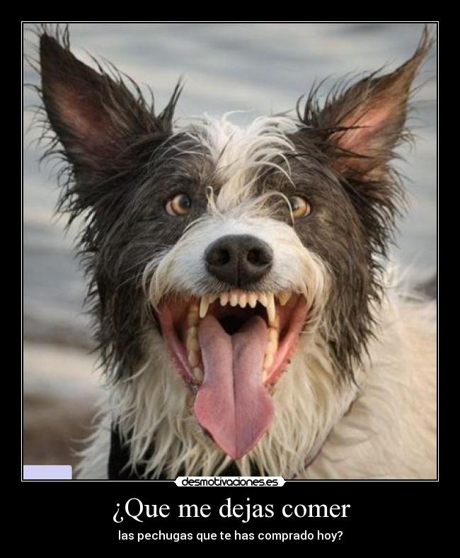 ¿Que me dejas comer - 