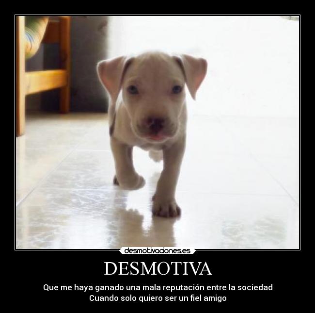 DESMOTIVA - Que me haya ganado una mala reputación entre la sociedad
Cuando solo quiero ser un fiel amigo