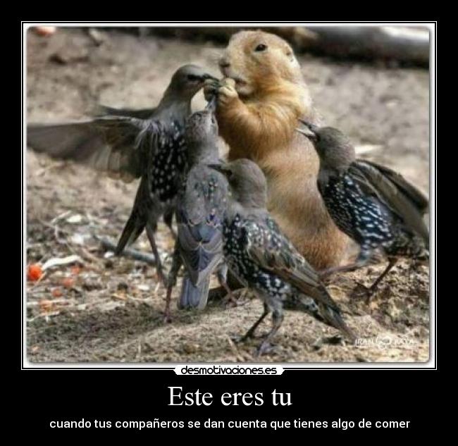 Este eres tu - cuando tus compañeros se dan cuenta que tienes algo de comer