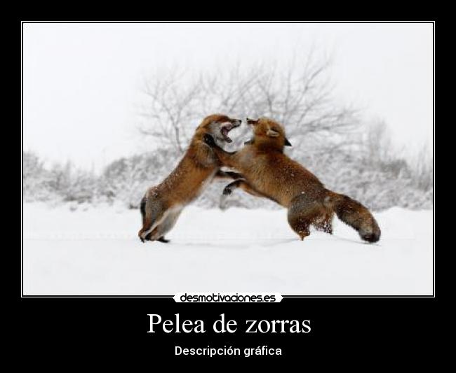Pelea de zorras - 