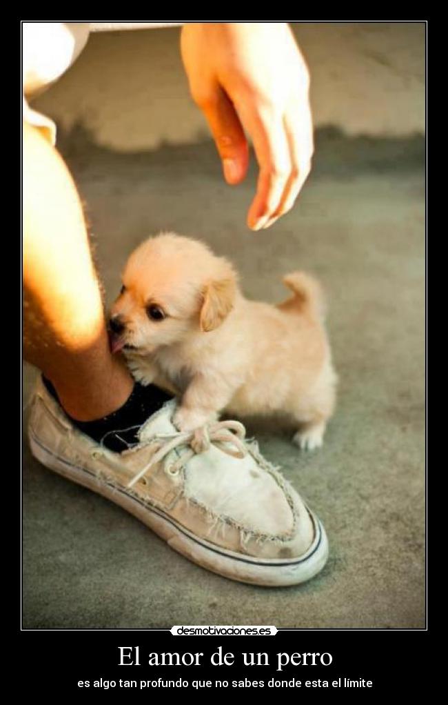 El amor de un perro -