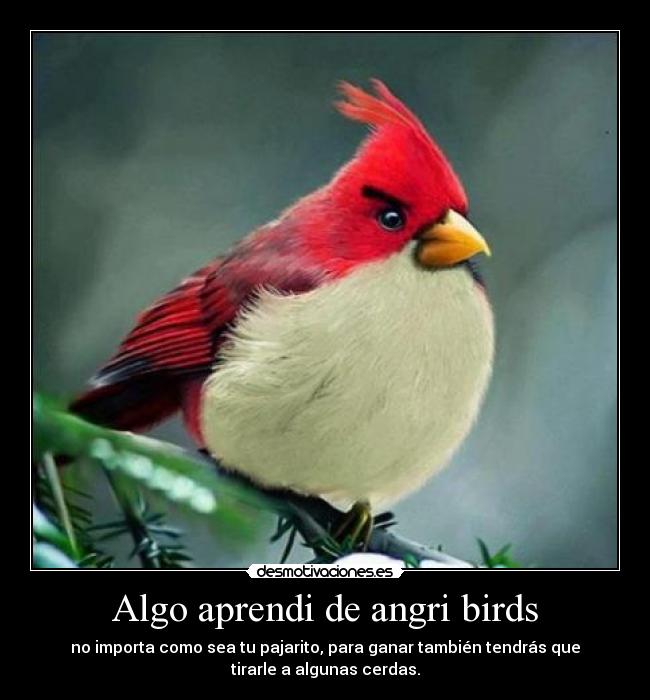 Algo aprendi de angri birds -