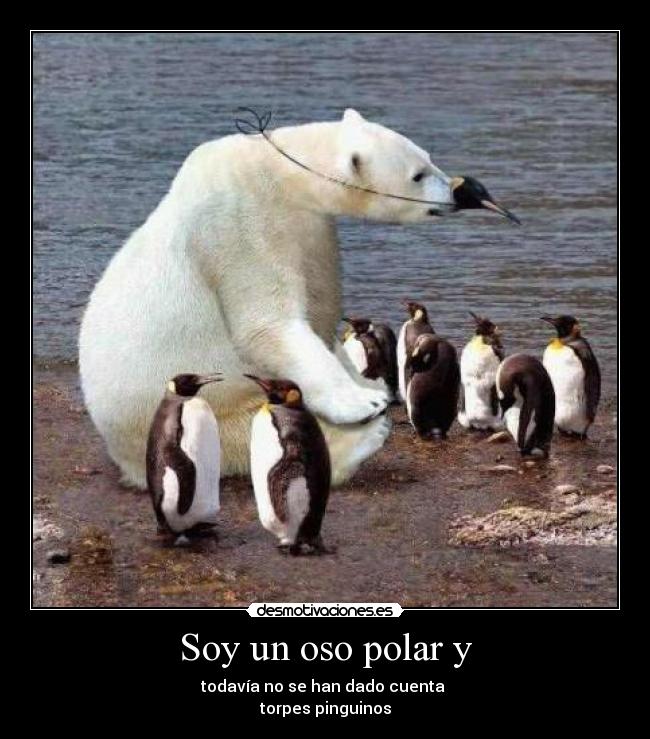 Soy un oso polar y - 