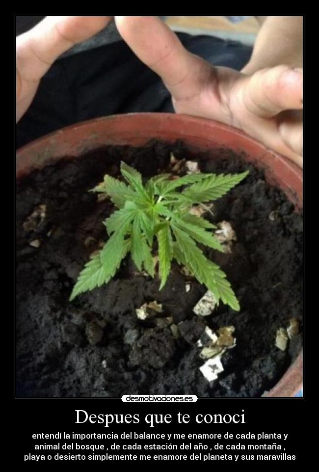 Despues que te conoci - entendí la importancia del balance y me enamore de cada planta y
animal del bosque , de cada estación del año , de cada montaña ,
playa o desierto simplemente me enamore del planeta y sus maravillas