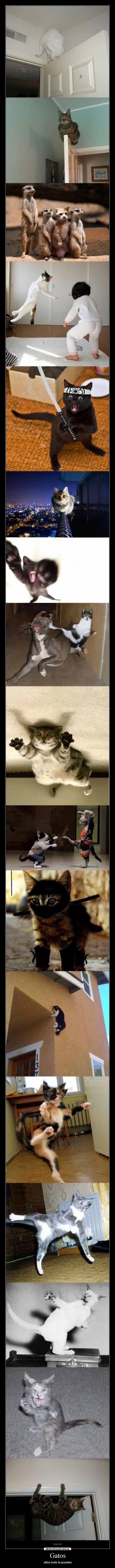 Gatos - ellos todo lo pueden