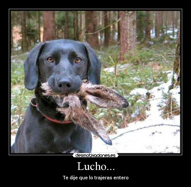 Lucho... - Te dije que lo trajeras entero