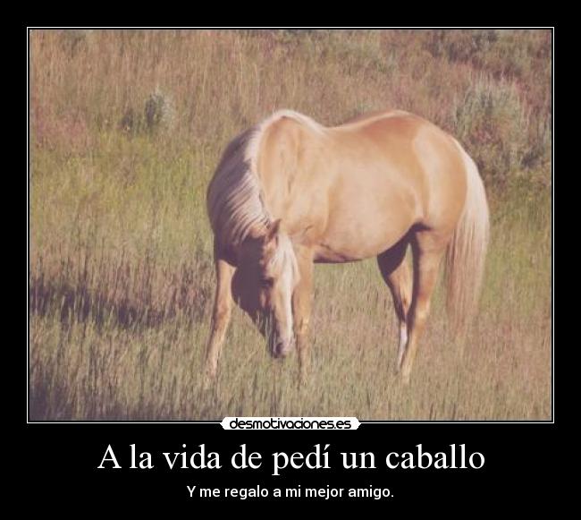 carteles vida caballos desmotivaciones