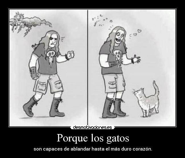 Porque los gatos -