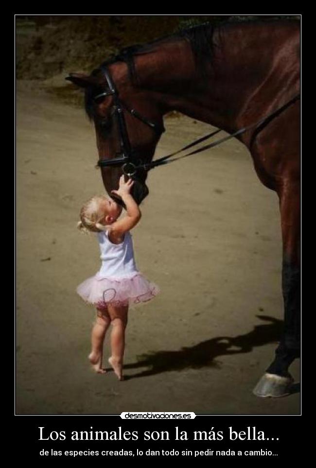 Los animales son la más bella... - de las especies creadas, lo dan todo sin pedir nada a cambio...