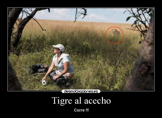 Tigre al acecho - Corre !!!