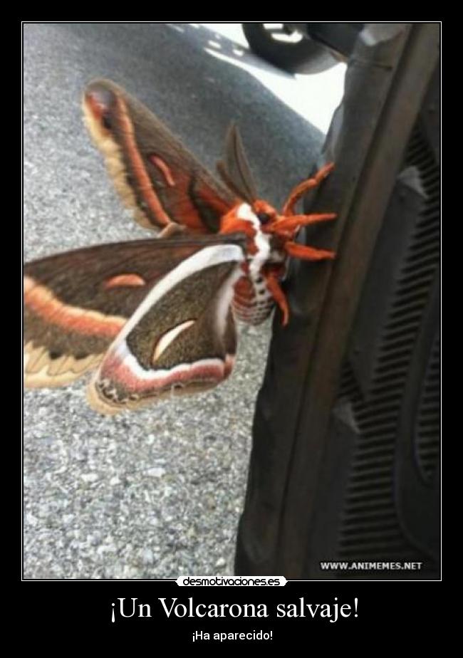 ¡Un Volcarona salvaje! - ¡Ha aparecido!