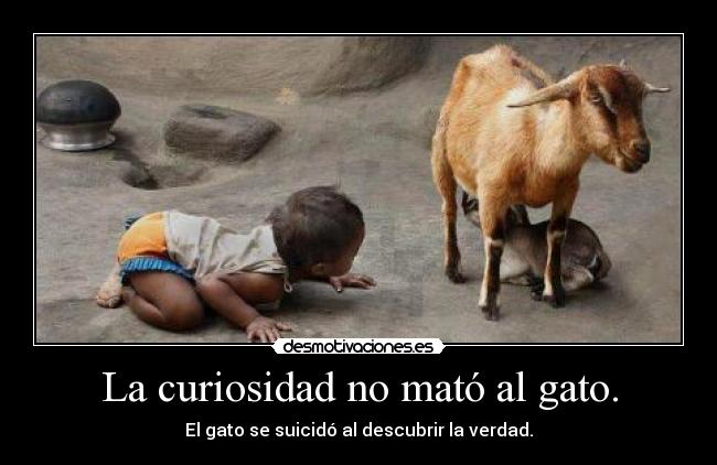 La curiosidad no mató al gato. -