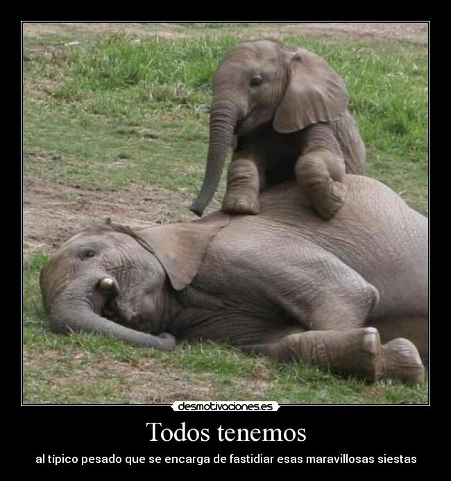 Todos tenemos - al típico pesado que se encarga de fastidiar esas maravillosas siestas