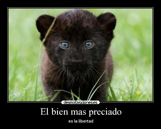 El bien mas preciado - es la libertad