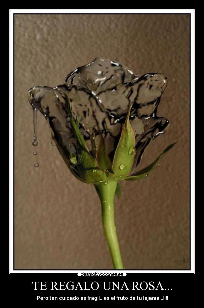 TE REGALO UNA ROSA... - Pero ten cuidado es fragil...es el fruto de tu lejania...!!!!