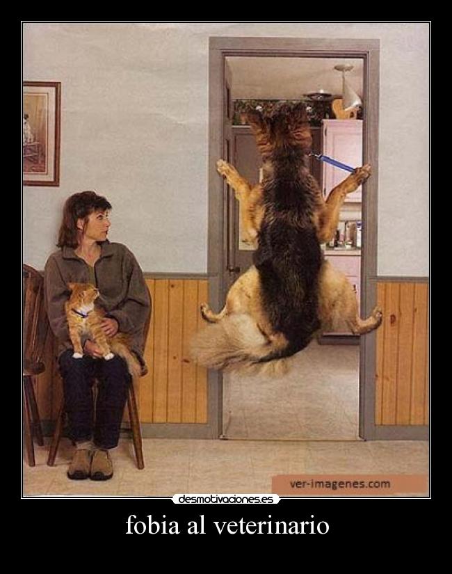 fobia al veterinario - 