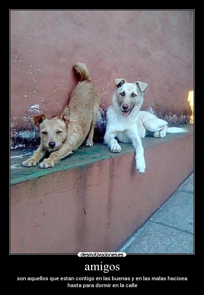 amigos - son aquellos que estan contigo en las buenas y en las malas hacisea
hasta para dormir en la calle