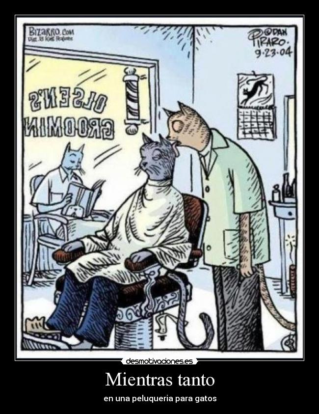 Mientras tanto - en una peluqueria para gatos