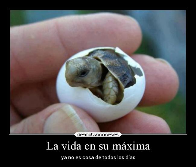 carteles vida vida maxima cosa todos los dias desmotivaciones