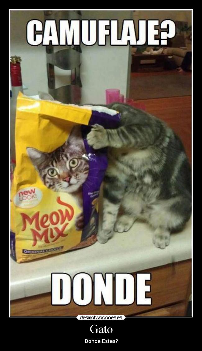 Gato - Donde Estas?