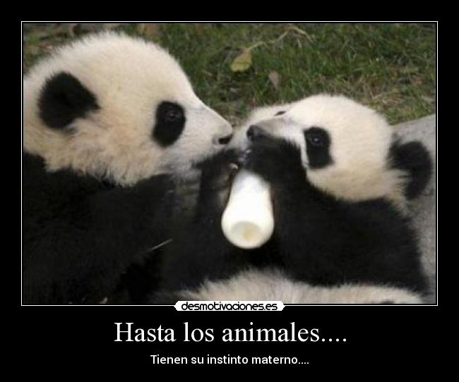 Hasta los animales.... - Tienen su instinto materno....
