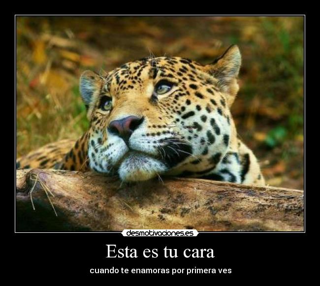 Esta es tu cara - cuando te enamoras por primera ves